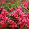 Juanita Hatten Bougainvillea Plant 1 Juanita Hatten Bougainvillea Plant -Annual Plants Popular Shop juanita hatten bougainvillea plant 613 detail