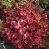 Jupiter Coleus Plant