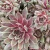 Kalinda Sempervivum (Hens And Chicks) -Annual Plants Popular Shop kalinda sempervivum plant 1339 detail