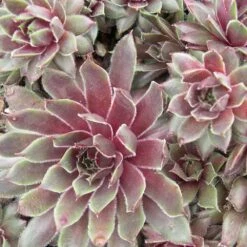 Kalinda Sempervivum (Hens And Chicks)