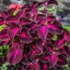 Kingswood Torch Coleus Plant -Annual Plants Popular Shop kingswood torch coleus 1439 detail