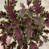 Kiwi Fern Coleus Plant