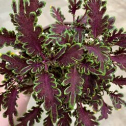 Kiwi Fern Coleus Plant