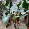 Kuching Mask Alocasia Plant - Elephant Ear -Annual Plants Popular Shop kuching mask alocasia plant elephant ear 2031 detail