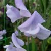 Lady Grisel Hamilton Sweet Pea Flowers -Annual Plants Popular Shop lady grisel hamilton sweet pea flowers 1716 detail
