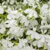 Laguna® Cloud White™ Lobelia