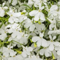 Laguna® Cloud White™ Lobelia