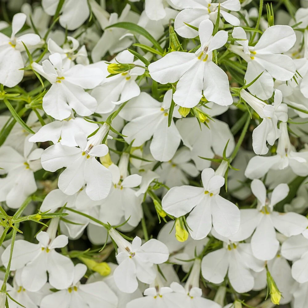 Laguna® Cloud White™ Lobelia 3 Laguna® Cloud White™ Lobelia