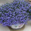 Laguna® Compact Blue W/ Eye Lobelia -Annual Plants Popular Shop laguna compact blue eye lobelia 1919 detail