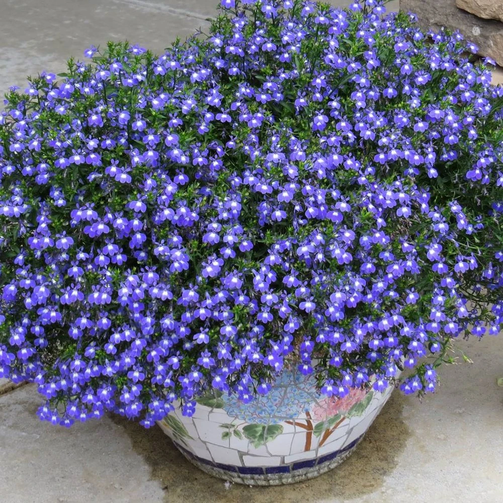 Laguna® Compact Blue W/ Eye Lobelia 3 Laguna® Compact Blue W/ Eye Lobelia