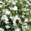 Laguna® White Lobelia 1 Laguna® White Lobelia -Annual Plants Popular Shop laguna white lobelia plant 1109 detail