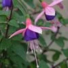 Lambada Fuchsia Plant -Annual Plants Popular Shop lambada fuchsia plant 2297 detail