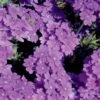 Lanai® Blue Verbena Plant -Annual Plants Popular Shop lanai blue verbena plant 1031 detail