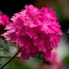 Lanai® Deep Pink Verbena Plant -Annual Plants Popular Shop lanai deep pink verbena 2285 detail