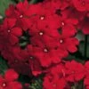 Lanai® Red Verbena Plant -Annual Plants Popular Shop lanai red verbena plant 897 detail