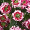 Lanai® Twister Red Verbena Plant 1 Lanai® Twister Red Verbena Plant -Annual Plants Popular Shop lanai twister red verbena plant 1850 detail