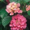 Landscape Bandana® Pink Lantana Plant
