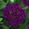 Lascar™ Black Velvet Verbena Plant -Annual Plants Popular Shop lascar black velvet verbena plant 1348 detail