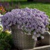 Lavender Stream™ Lobularia Plant -Annual Plants Popular Shop lavender stream lobularia plant 115 detail