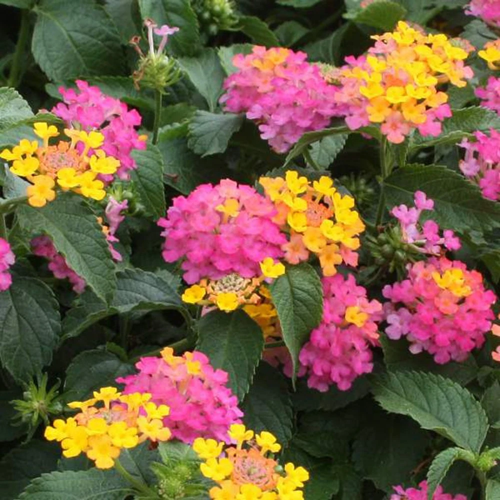 Lil Miss Lantana Plant 3 Lil Miss Lantana Plant