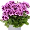 Aristo® Lilac Purple Regal Geranium Plant -Annual Plants Popular Shop lilac aristo regal geranium plant 1316 detail