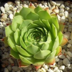 Limelight Sempervivum (Hens And Chicks)
