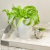 Living Lace™ Hurricane Fern -Annual Plants Popular Shop living lace hurricane birds nest fern plant 2021 detail