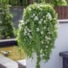 Lofos® Trailing White Lophospermum Plant -Annual Plants Popular Shop lofos trailing white lophospermum plant 647 detail