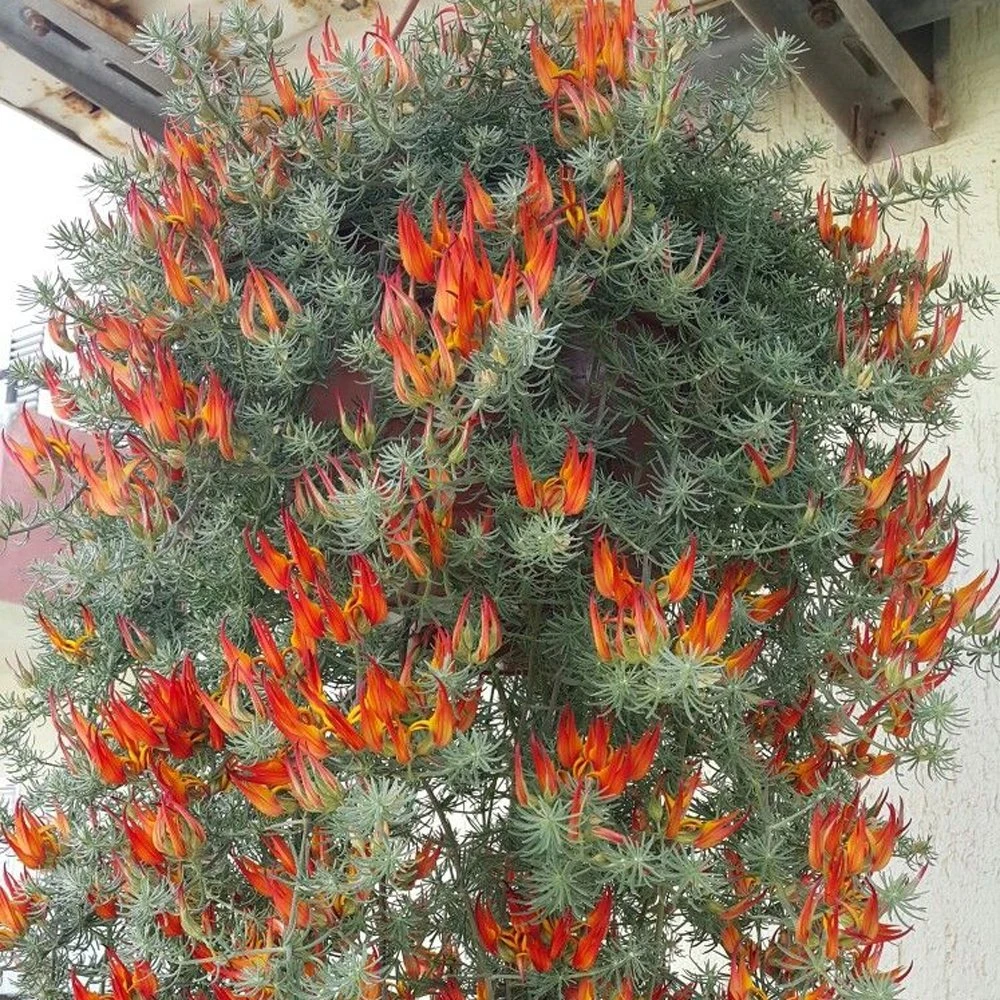 Lotus Vine 3 Lotus Vine