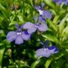 Lucia® Dark Blue Lobelia