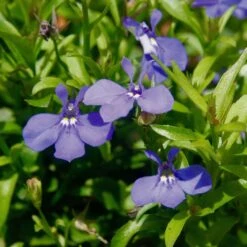 Lucia® Dark Blue Lobelia
