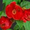 Lucky Lantern Red Abutilon -Annual Plants Popular Shop lucky lantern red abutilon plant 991 detail