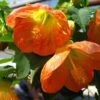 Lucky Lantern Tangerine Abutilon -Annual Plants Popular Shop lucky lantern tangerine abutilon plant 555 detail