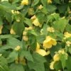 Lucky Lantern Yellow Abutilon -Annual Plants Popular Shop lucky lantern yellow abutilon plant 529 detail