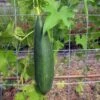 Luffa Gourd -Annual Plants Popular Shop luffa gourd plants 1126 detail