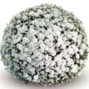 Belgian Mum® Mabel White Plant -Annual Plants Popular Shop mabel white belgian mum plant 1209 detail