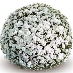 Belgian Mum® Mabel White Plant