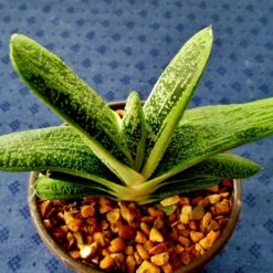 Maculata Gasteria