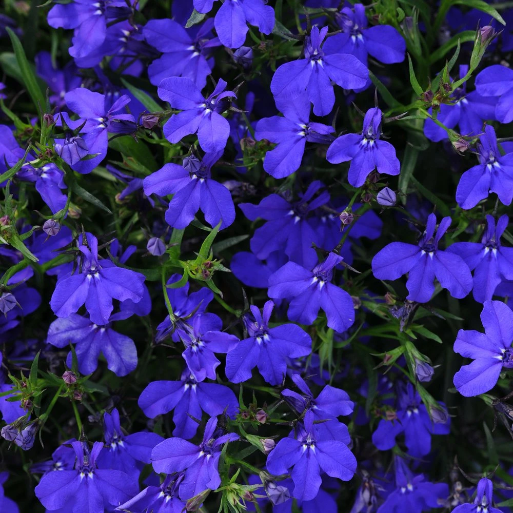 Magadi™ Basket Dark Blue Lobelia 3 Magadi™ Basket Dark Blue Lobelia
