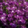 Magadi™ Basket Dark Purple Lobelia 2 Magadi™ Basket Dark Purple Lobelia -Annual Plants Popular Shop magadi basket dark purple lobelia plant 1978 detail
