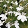 Magadi™ Basket White Lobelia -Annual Plants Popular Shop magadi basket white lobelia plant 95 detail