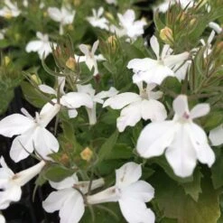 Magadi™ Basket White Lobelia