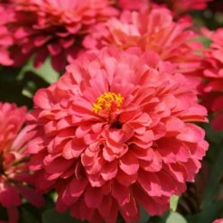 Magellan Coral Zinnia