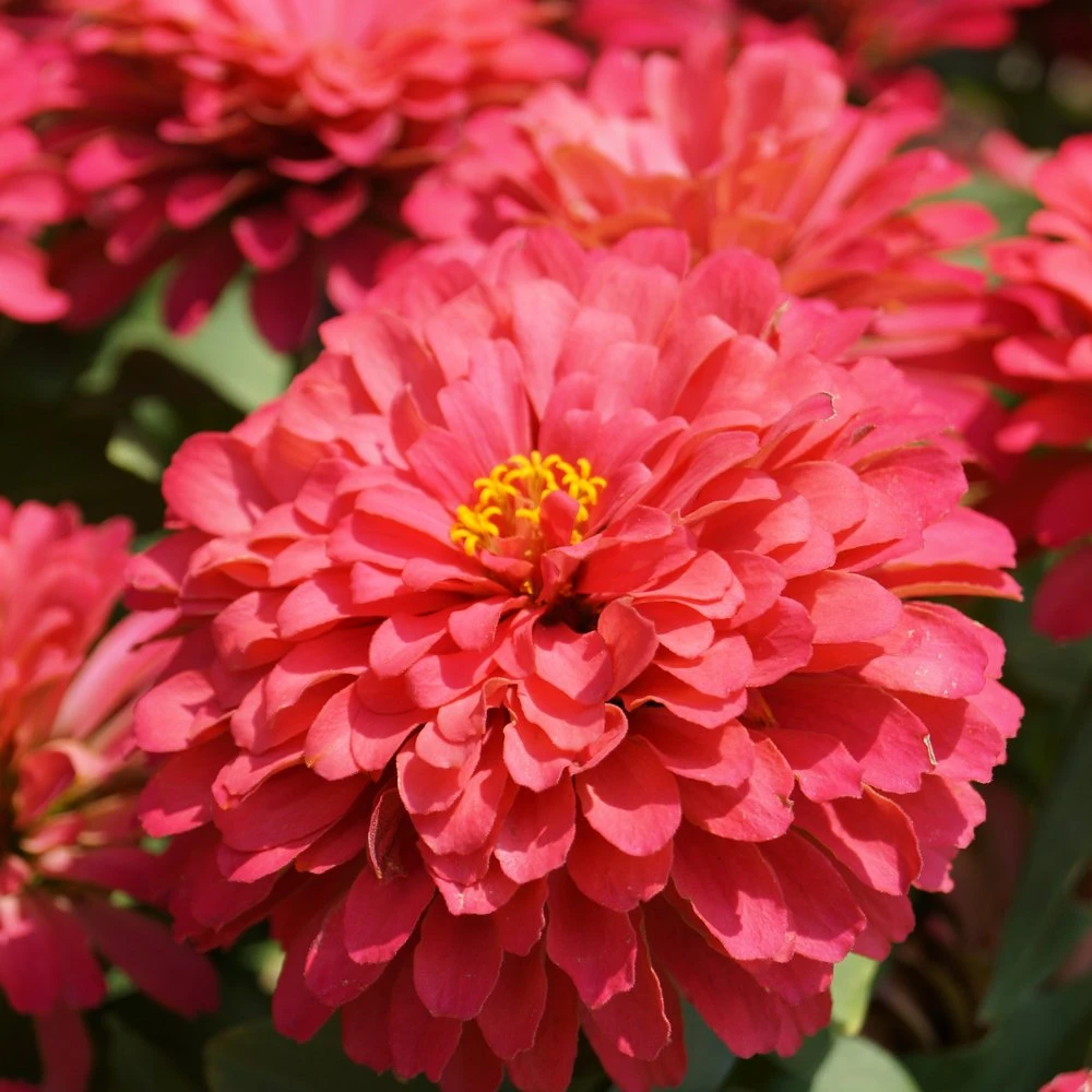 Magellan Coral Zinnia 3 Magellan Coral Zinnia