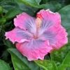 Magic Crystal Cajun Hibiscus -Annual Plants Popular Shop magic crystal cajun hibiscus plant 1916 detail