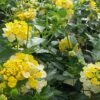 Magic Hour Lantana Plant