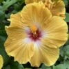 Magic Sunset Cajun Hibiscus -Annual Plants Popular Shop magic sunset cajun hibiscus plant 95 detail