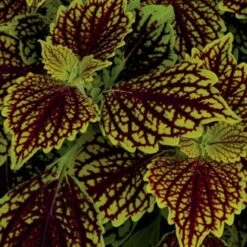Main Street Venice Boulevard Coleus Plant