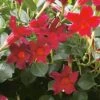 Sun Parasol® Original Dark Red Mandevilla -Annual Plants Popular Shop mandevilla original dark red plant 1075 detail