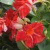 Sun Parasol® Original Stars & Stripes Mandevilla -Annual Plants Popular Shop mandevilla sunparasol original starsandstripes plant 1551 detail